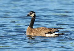 Cackling Goose